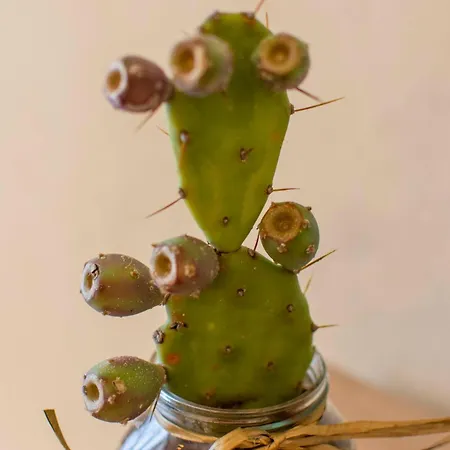 Il Fico D'india Turín